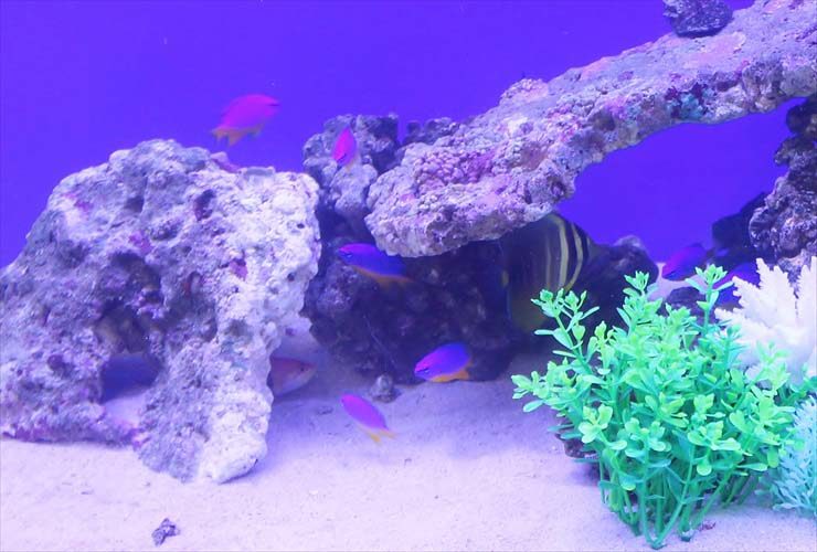 ライブロックと海水魚が泳ぐサンゴ砂の海水水槽内壁面