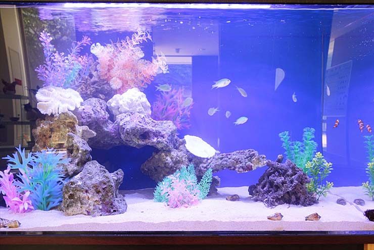 サンゴ模型と海水魚が泳ぐ青い背景の海水水槽