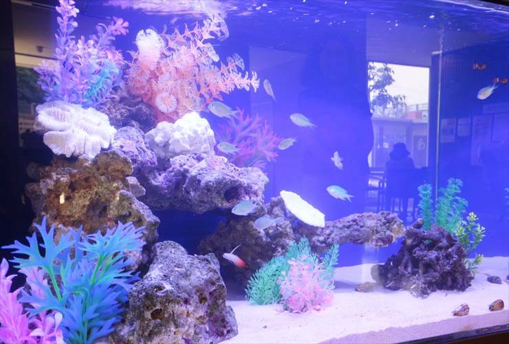 青い照明の海水魚水槽と人工サンゴや岩のレイアウト