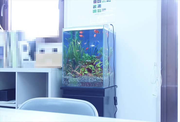 赤い熱帯魚と水草が入った室内の小型水槽
