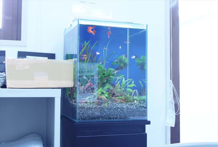 グッピーや水草が泳ぐ青い背景のハイタイプ水槽