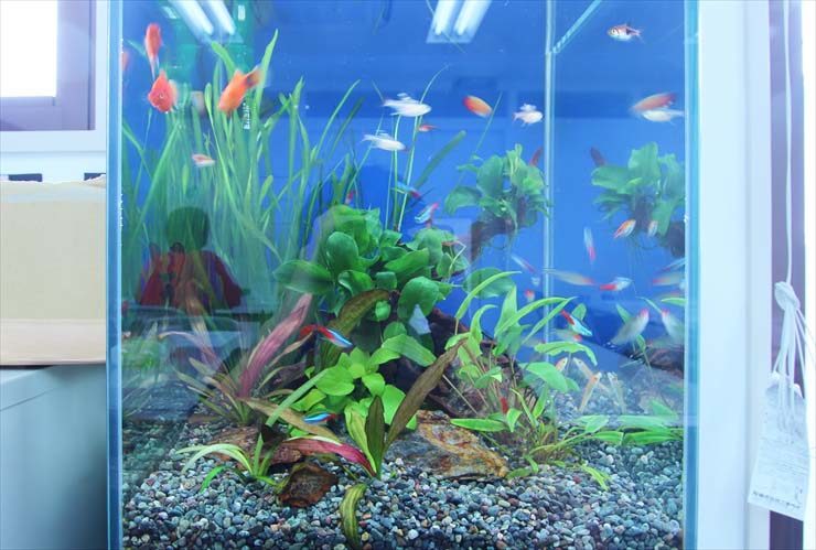 ネオンテトラの仲間や水草が泳ぐ青い背景の熱帯魚水槽