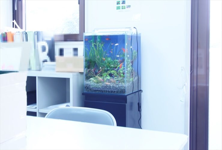 オフィスに設置された水草と小型魚が泳ぐキューブ水槽