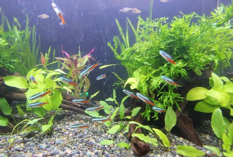 水草水槽を泳ぐネオンテトラの仲間と小型熱帯魚群