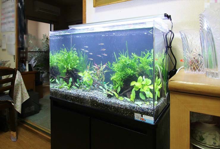 水草と小型魚が泳ぐリビング設置の屋内水槽