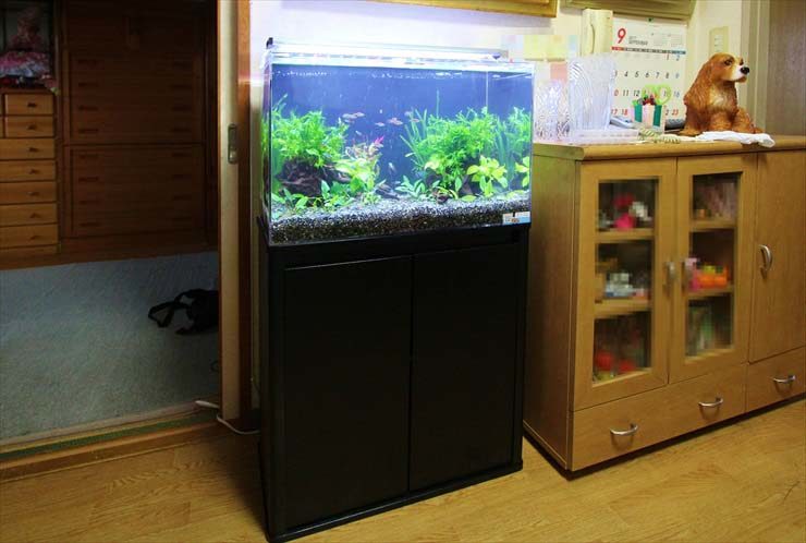 黒い水槽台に設置された水草と小型魚の泳ぐ水槽