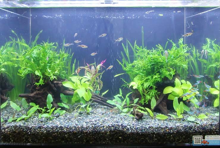 ネオンテトラの仲間と水草が泳ぐ流木レイアウト水槽