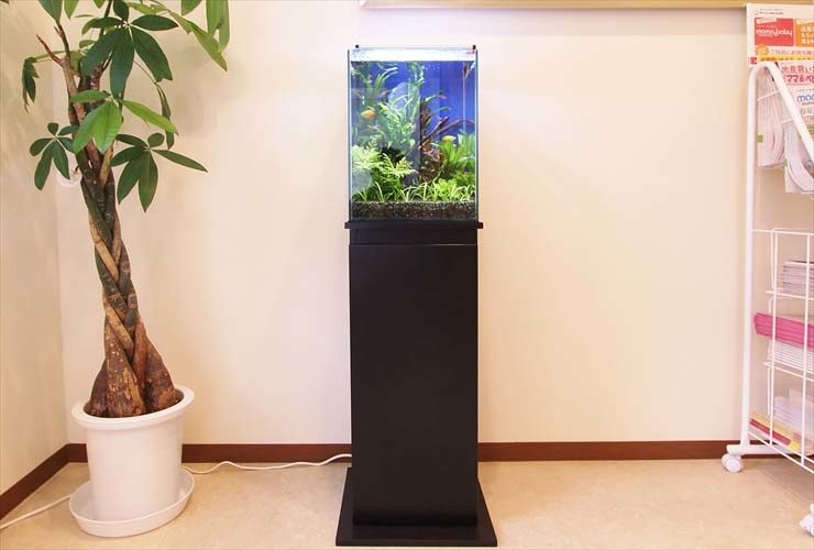 観葉植物の横に設置された黒い水槽台と小型水槽