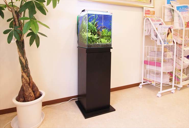 観葉植物の横に設置された黒い水槽台と小型水草水槽