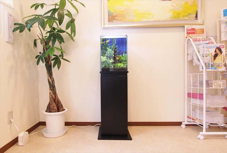 観葉植物の横に設置された小型水槽と黒い水槽台
