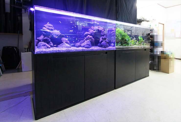 青い照明の岩組水槽と水草水槽が並ぶ大型アクアリウム