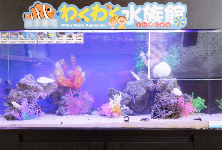わくわく水族館の看板があるカラフルな海水魚水槽