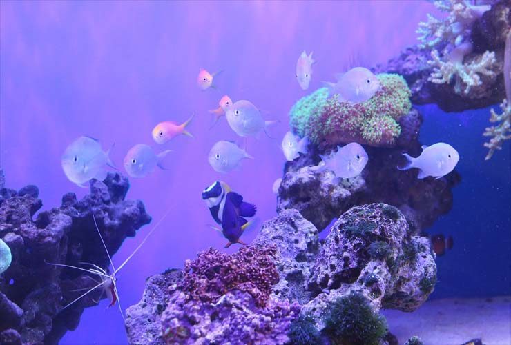 サンゴ礁を泳ぐ海水魚の群れとライブロックの海水槽