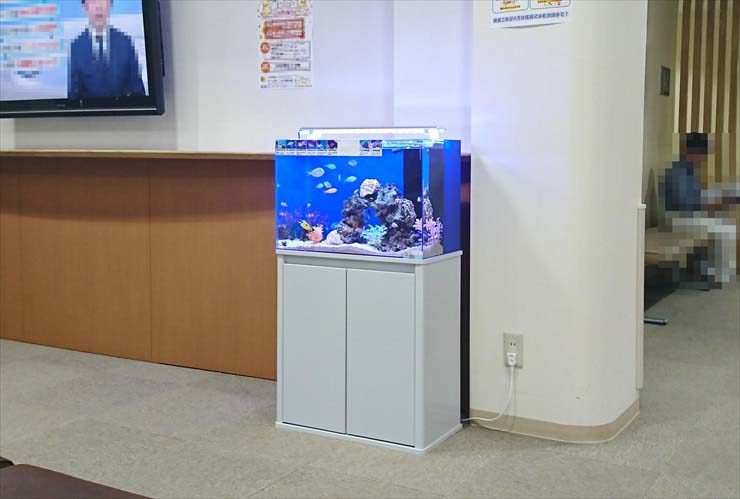 待合室に設置された白い水槽台と青い背景の海水魚水槽