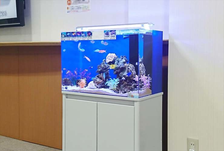白い水槽台に設置された海水魚が泳ぐ青い背景の水槽
