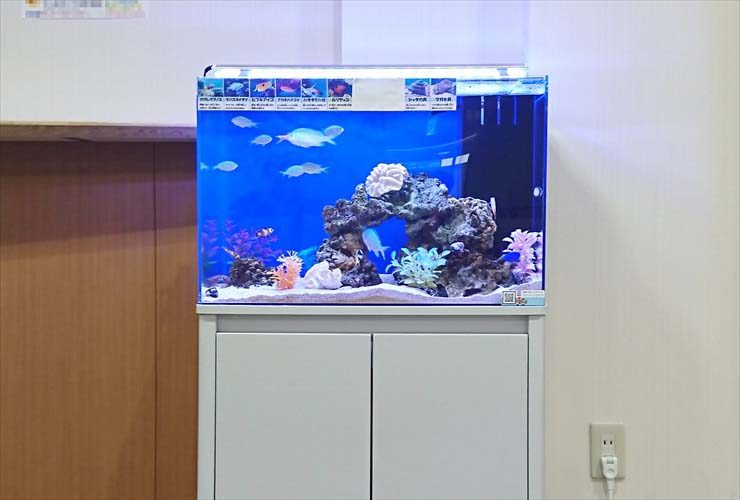 白い水槽台に設置された海水魚が泳ぐ青い背景の水槽