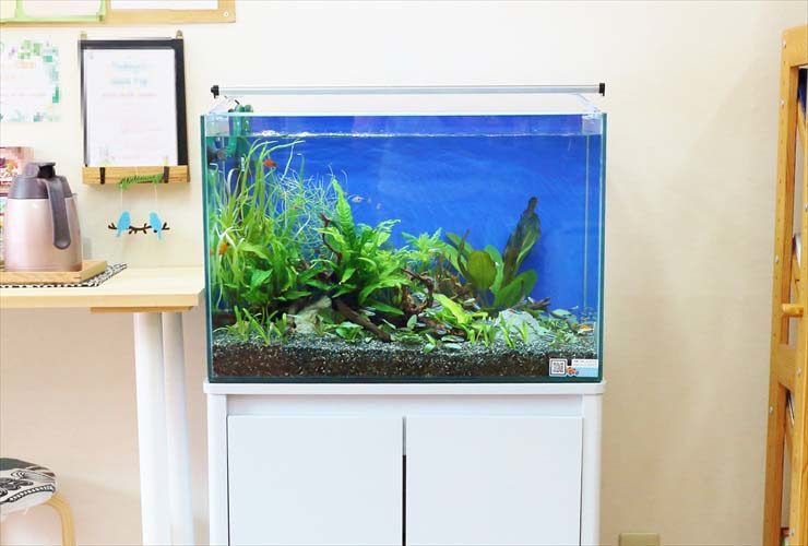 青い背景に水草と流木を配置した屋内設置の水槽