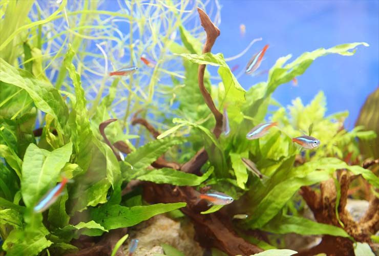 水草と流木の間を泳ぐネオンテトラの仲間と小型熱帯魚