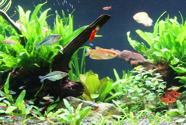 流木と水草が茂る水槽内を泳ぐネオンテトラの仲間と熱帯魚