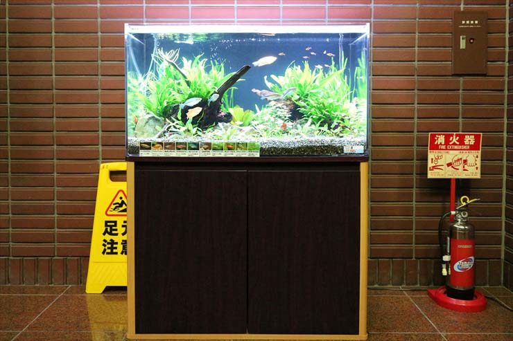 レンガ壁の前に設置された流木と水草の淡水魚水槽