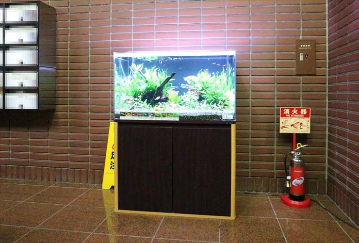 レンガ壁の施設内に設置された水草と流木の水槽セット