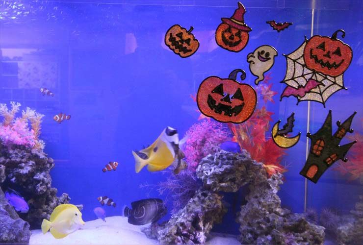 ハロウィンの装飾を施した海水魚水槽と泳ぐ熱帯魚たち