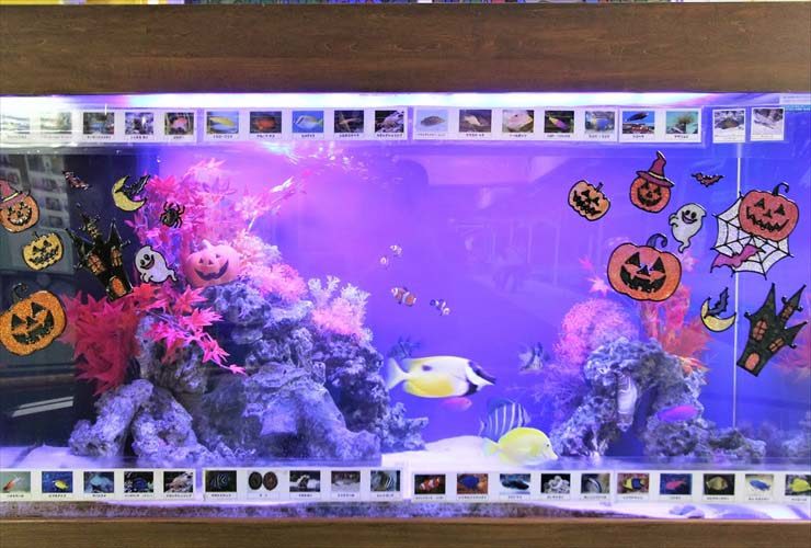 ハロウィン装飾を施した海水魚水槽と泳ぐ熱帯魚たち