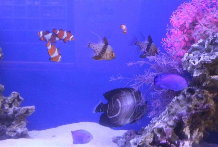 カクレクマノミやヤッコが泳ぐ海水魚水槽のレイアウト