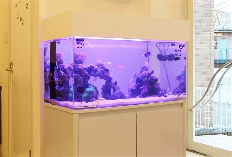 紫の照明に照らされた岩組みのある海水魚水槽