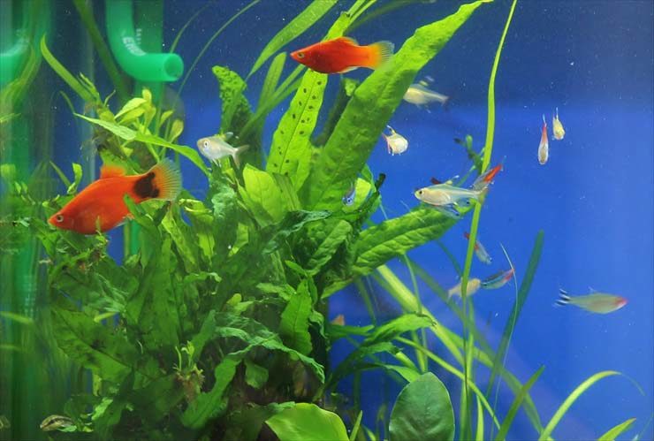 水草の間を泳ぐ赤い熱帯魚と小型カラシンの仲間