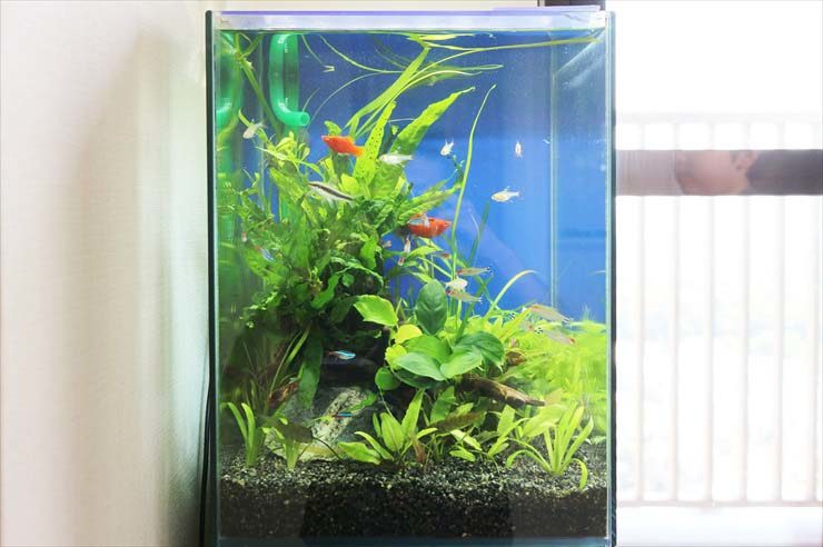30cm淡水アクアリウムのお引越し事例写真２