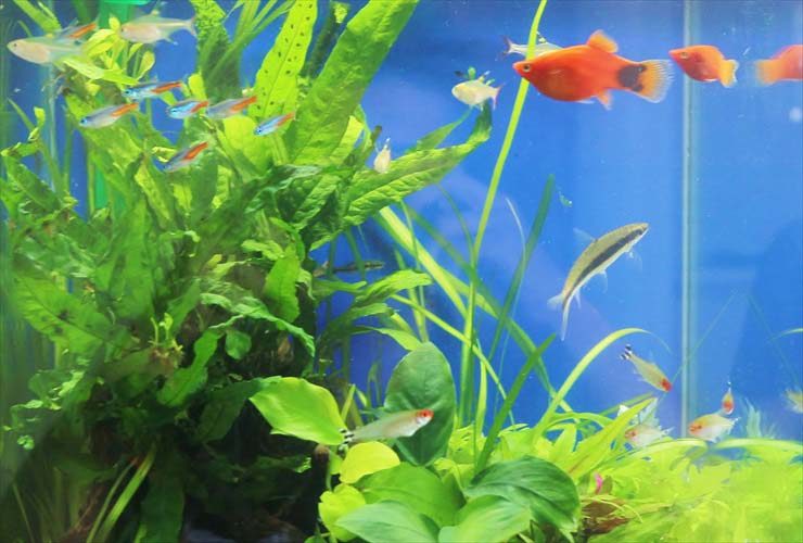 30cm淡水アクアリウムのお引越し事例写真４