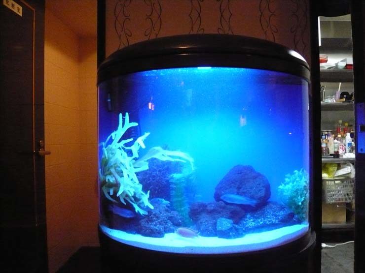 青い照明の円柱水槽と泳ぐ熱帯魚のレイアウト