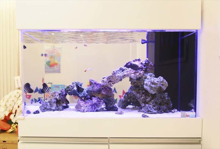 白い水槽台に設置された海水魚水槽とライブロックのレイアウト
