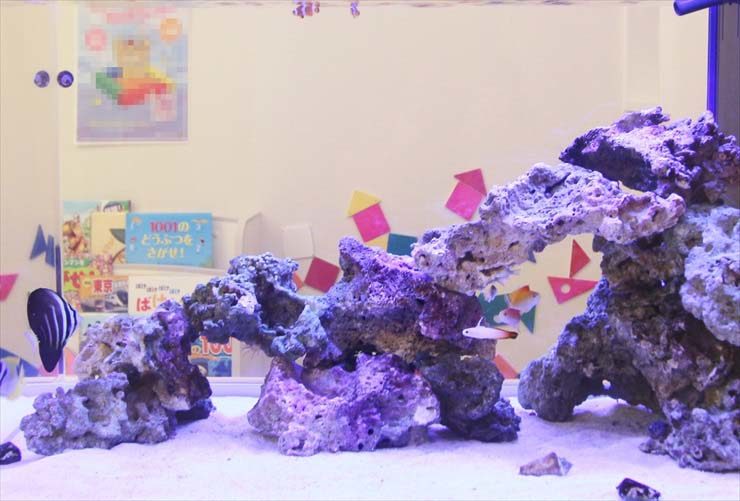 ライブロックを組んだ海水魚水槽と泳ぐ熱帯魚の姿