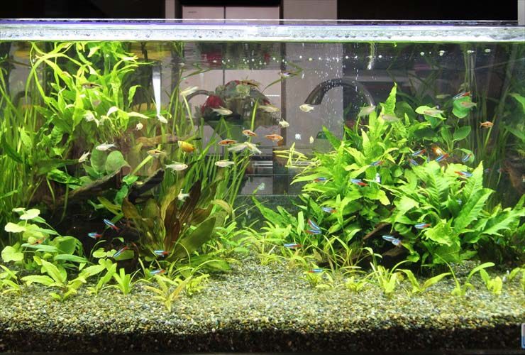 水草が茂る水槽内を泳ぐネオンテトラの仲間と小型魚