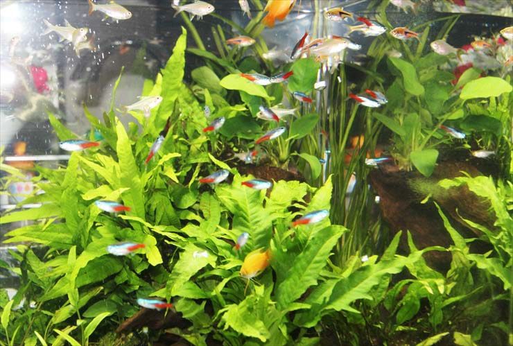 水草の茂る水槽内を泳ぐネオンテトラの仲間と小型熱帯魚群
