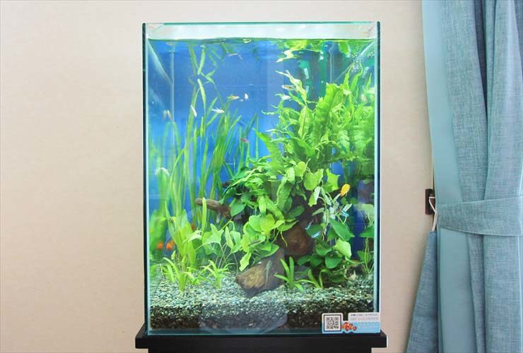 水草と小型魚が泳ぐ縦長の水槽レイアウト
