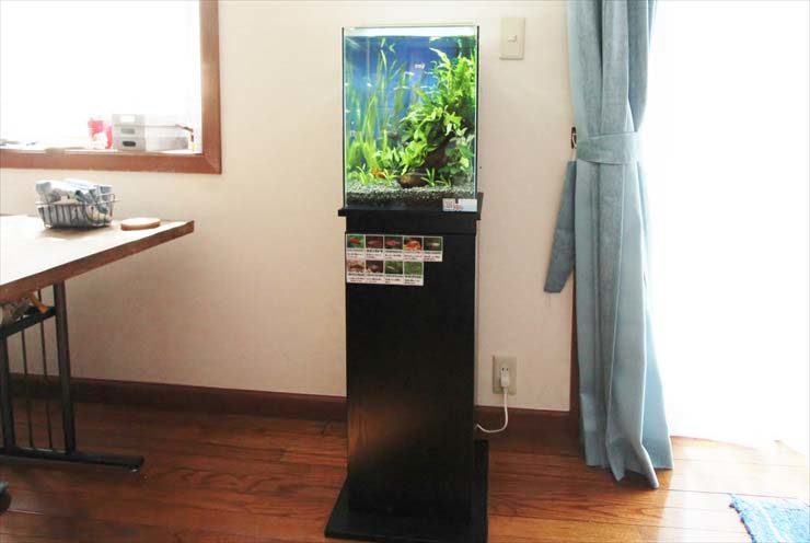 黒い水槽台に設置された水草の茂る小型水槽の全景