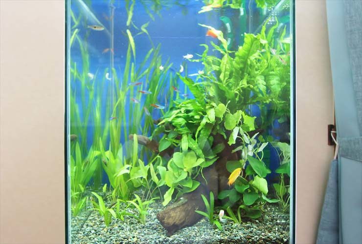 水草とネオンテトラの仲間が泳ぐ青い背景の水槽