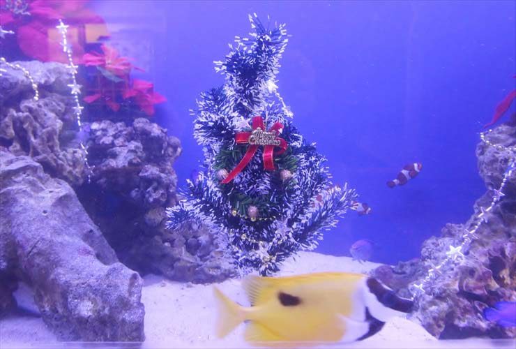 クリスマスツリーを飾った海水魚水槽と泳ぐ黄色い熱帯魚