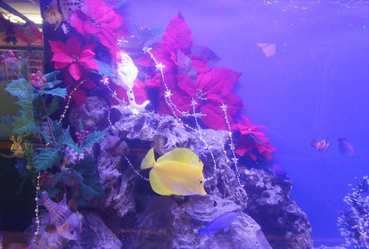 ポインセチアと黄色い海水魚のクリスマス水槽装飾