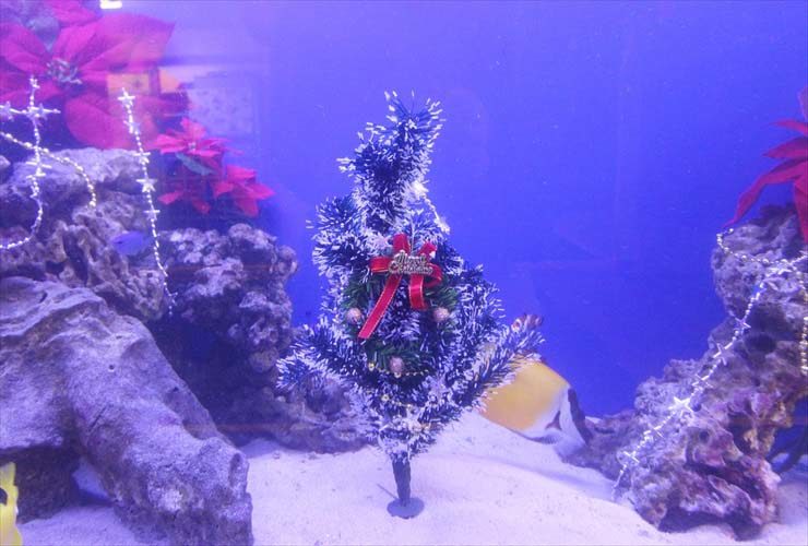 クリスマスツリーを配置した海水魚水槽のレイアウト