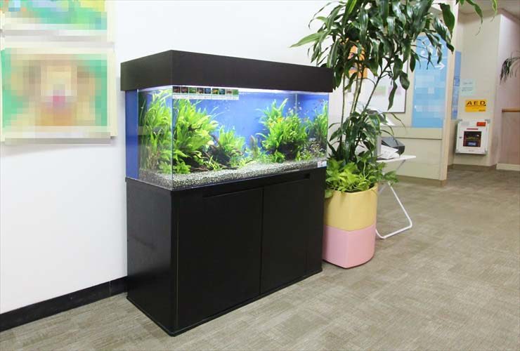 黒い水槽台に設置された水草が茂る大型の淡水魚水槽