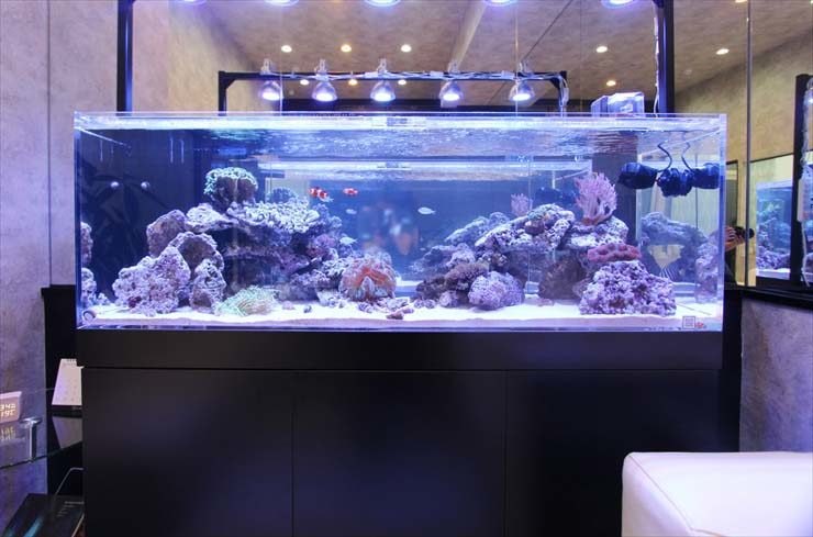 サンゴと海水魚が泳ぐ大型のオーバーフロー水槽
