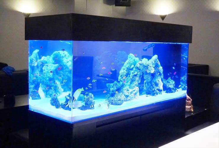 青い照明の大型海水魚水槽と泳ぐ熱帯魚の群れ