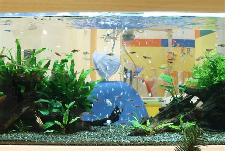 水草と流木を配置した水槽内を泳ぐネオンテトラの仲間