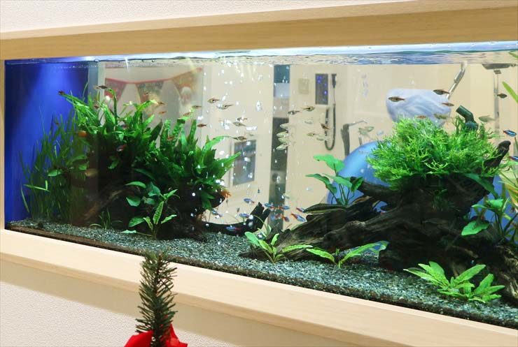 流木と水草を配置した水槽内を泳ぐ小型カラシン類
