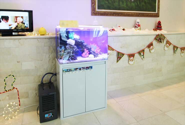 クリスマス装飾がある室内に設置された海水魚水槽とクーラー