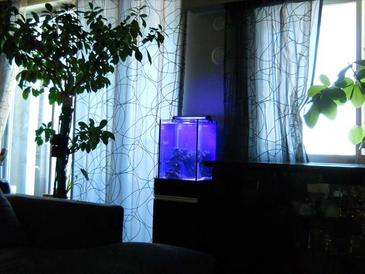 青い照明が灯る海水魚水槽と室内の観葉植物